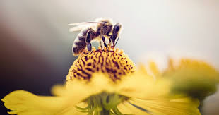 Celebrate their special day with happy birthday balloons and bouquets in all shapes, colors, and sizes. 140 Buzzy Bee Puns And Jokes With Just Enough Comedic Sting
