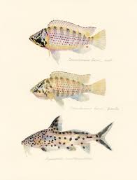 カッコウナマズ synodontis multipunctatus ナマズ 魚アート 魚イラスト