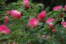 Image result for Calliandra haematocephala