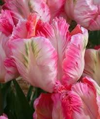 Maybe you would like to learn more about one of these? 10 Tulip Rainbow Parrot Fall Planting Bulbs Shipping Now Parrot Tulips Fall Plants Pretty Flowers