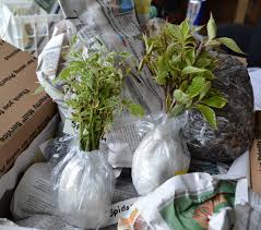Can a car help you find inner the styling doesn't take itself too seriously, and everyone we meet seems happily interested in it. How To Ship Plants By U S Mail Ups Or Fed Ex Mike S Backyard Nursery