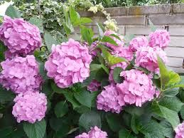 Hortenzie Hydrangea Floral Wreath Flowers