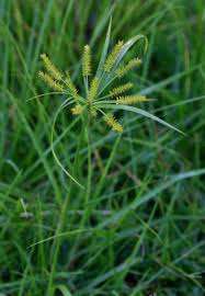 Image result for Cyperus cyperoides