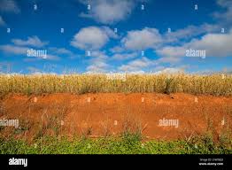 Image result for Avena byzantina