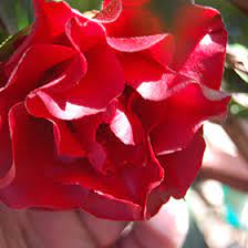 Great savings & free delivery / collection on many items. Black Magic Camellia Camellia Japonica Black Magic In Houston Texas Tx At Buchanan S Native Plants