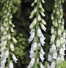 Image result for Digitalis purpurea alba/ red spots