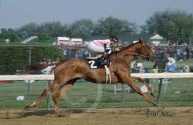 Affirmed Triple Crown Winner In 1978 The Unforgettables