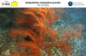 Image result for Polyspatha oligospatha