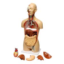 Other articles where torso is discussed: Monmed Human Torso Model Life Size Human Body Model Removable Organs 810009871446 Ebay