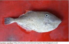 Jenis ikan laut pertama ialah ikan trigger yang berasal dari keluarga causpisillum atau balistidae. Jenis Ikan Di Malaysia Bigmonster Over Blog Com