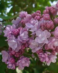 5 Reasons To Love Chinese Lilac Yes Beyond Your Imagination Flowers Lilac Flowers Growing Flowers