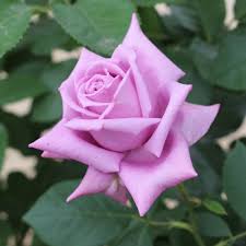 バラの花形を知りたい！「整形」咲きタイプのバラをご紹介 | GardenStory (ガーデンストーリー)