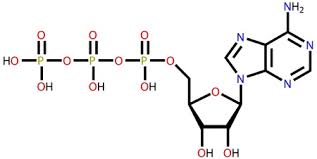 +44 (0) 203 416 6111. Adenosintriphosphat Atp Energie Transport Molekul Die Chemische Struktur Atp Ist Die Hauptenergiequelle Transport Molekul In Den Meisten Organismen Drei Darstellungen 2d Skelett Formel 3d Kalottenmodell Und 3d Kugel Stab Modell Lizenzfrei