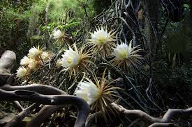 During the winter, you should reduce watering to only about once a for the past 2 years our spiny cactus has produced a big bud but it doesn't open out. Rare Cactus Will Bloom Tonight At Selby Gardens Sarasota Magazine