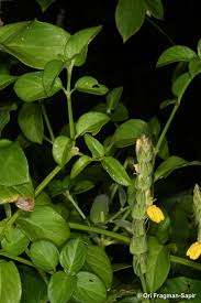 Image result for Justicia flava