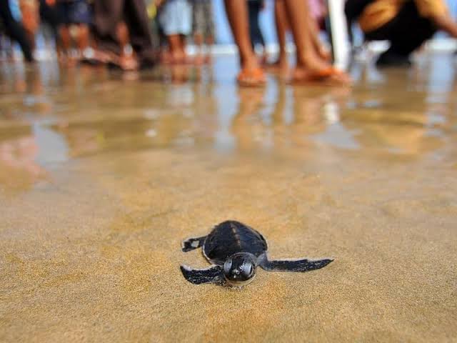 turtles