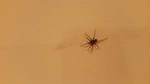 Whether it's in the corner of our living room, in the bath or hanging quietly from the ceiling, these are the most common uk spiders you're likely to spot. New York City Large Black Basement Spider Whatsthisbug
