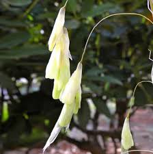 Image result for Dierama formosum