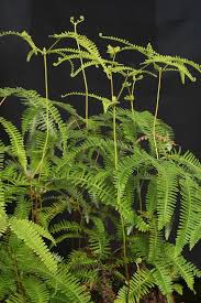 Image result for Pteris linearis
