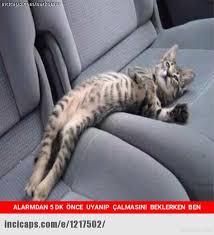 Tazeler Beyaz Yaka Icin Mizah Kulturu Sevimli Kedi Yavrulari Kediler Ve Yavrulari Hayvan Mizahi