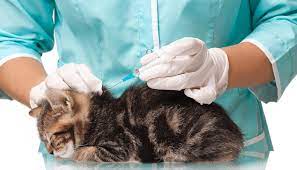 Kalau di perak, klinik yang pernah di cik en tanya adalah klinik veterinar di ipoh, berhampiran dengan hospital fatimah. Daftar Harga Vaksin Kucing Terbaru Mei 2021