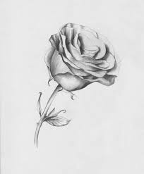 Rose Drawing Discover Drawing Roses In Graphite Pencil And Colored Pencil Two Demonstrations Gorgeous Color And Fun Organ Rose Drawing Drawings Roses Drawing