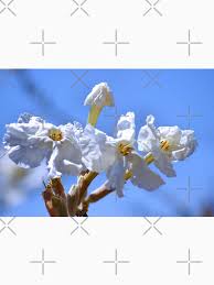 Image result for Catophractes alexandri