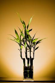 Como Decorar Una Oficina Segun El Feng Shui Como Decorar Una Oficina Feng Shui Y Decorar Oficina