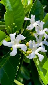 Image result for Tabernaemontana