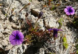 Image result for Monopsis