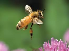 Pin On Insects