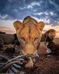 More images for british lions meme » Lion King Of The Hill British Photographer Captures Beast Towering On Pile Of Bones In South Africa Newsbinding