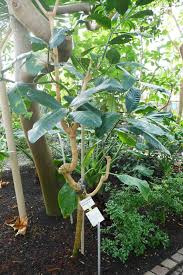 Image result for Tabernaemontana pachysiphon
