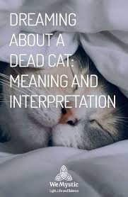 Dreaming About A Dead Cat Meaning And Interpretation Wemystic Meant To Be Dead Hard Truth