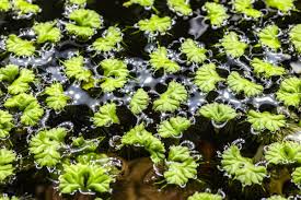 Image result for Centrostachys aquatica