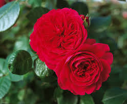 There's a color photograph of this rose in the november 1998 issue of the american rose society's american rose magazine (p. Rosenversand Red Leonardo Da Vinci Syn Hilde Umdasch Beetrose