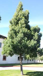 Fern pine adds an instant tropical flair to the landscape. Fern Pine University Of Redlands