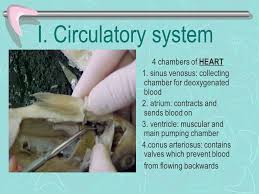 In a healthy heart blood flows one way fish heart chambers numbers / there has been an increase ? 41 3 Bony Fishes I Circulatory System Delivers Oxygen And Nutrients To Cells Of The Body Transports Wastes Of Metabolism Carbon Dioxide And Ammonia Ppt Download
