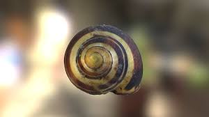 Snail Shell Scan To Use With Unreal Engine 4 Br Free For Non Commercial Use Br Was A Bit Dark When I Scanned This Will Try It Agai Snail Shell Snail Model