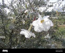 Image result for Catophractes alexandri