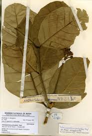 Image result for Tabernaemontana eglandulosa