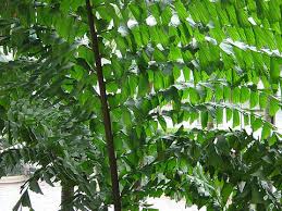Image result for Caryota urens