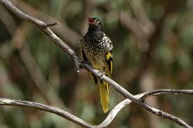 This game is for all nature lovers and bird flying game lovers. As Endangered Birds Lose Their Songs They Can T Find Mates
