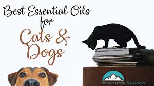 Wondering if you can use essential oils for cats? The Best Essential Oils That Are Safe For Dogs And Cats Healthy Living In Colorado Llc