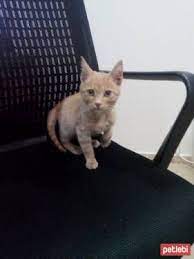 ucretsiz kedi sahiplendirme platformu kedi yavru kediler atlar
