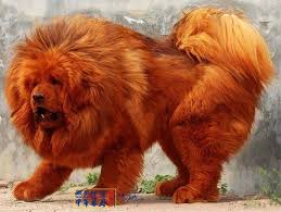 The 5 Most Expensive Dog Breeds Most Expensive Dog Expensive Dogs Dog Breeds