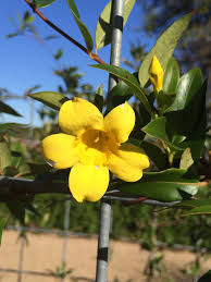 Image result for Gelsemiaceae