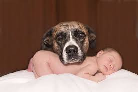 We did not find results for: Babies And Dogs Introducing Your Baby To Your Dog