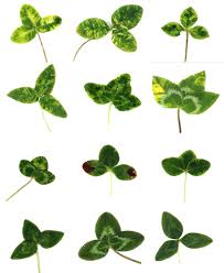 Image result for Alfalfa mosaic virus