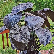 We did not find results for: Black Coral Colocasia Direct Gardening